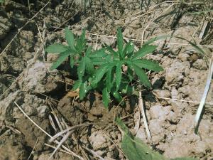 post-41907-0-37989100-1436190901_thumb.j