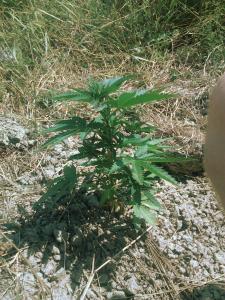 post-41907-0-62695500-1436191244_thumb.j