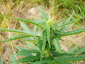 post-41907-0-99607900-1436460158_thumb.j