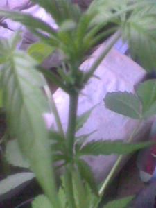 post-44824-0-76131900-1436235606_thumb.j