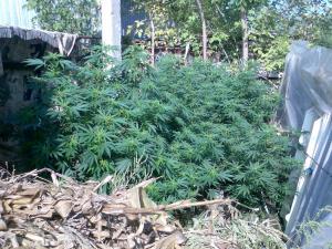 post-5118-0-38354900-1436188156_thumb.jp