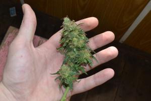 post-1579-1343818649_thumb.jpg