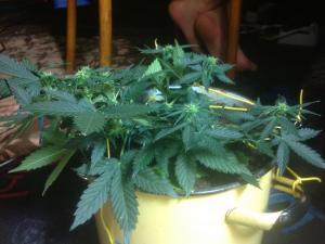 post-10247-0-14342400-1377887398_thumb.j