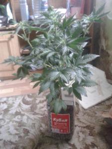 post-10760-0-42034500-1377786872_thumb.j