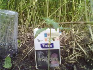 post-10907-0-32015700-1375802422_thumb.j