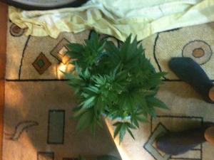 post-12498-0-30212000-1377270545_thumb.j