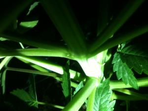 post-12498-0-60764900-1377882913_thumb.j