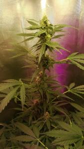 post-1266-0-35373600-1376130616_thumb.jp