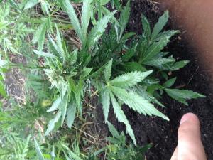 post-2526-0-37292000-1375373646_thumb.jp