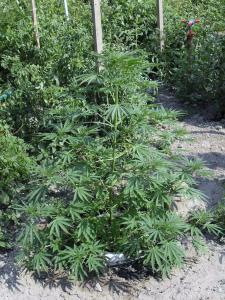 post-3924-0-36555700-1375445925_thumb.jp