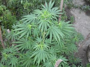 post-3924-0-73282100-1375634116_thumb.jp