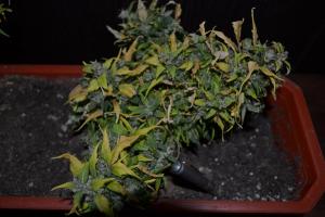 post-7852-0-31932600-1377627562_thumb.jp