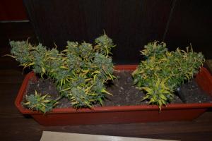 post-7852-0-61944500-1377627395_thumb.jp