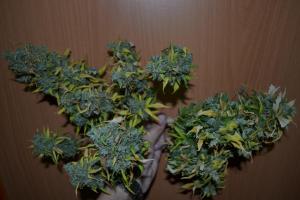 post-7852-0-72498600-1377627632_thumb.jp