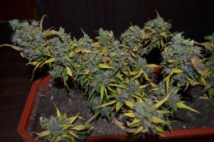 post-7852-0-75259800-1377627483_thumb.jp