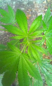 post-8547-0-30005400-1377093415_thumb.jp