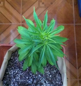 post-11104-0-12798500-1407176925_thumb.j