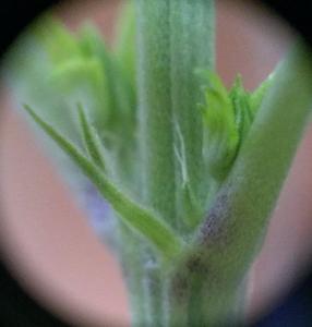 post-11104-0-57341200-1407176935_thumb.j