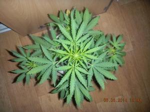 post-11433-0-58777700-1407318266_thumb.j