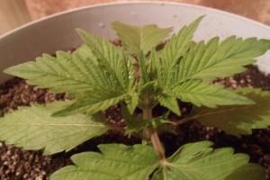 post-11751-0-84398700-1408996657_thumb.j