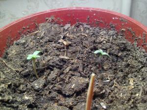 post-20328-0-05825300-1407597795_thumb.j