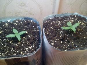 post-20328-0-18374600-1408134722_thumb.j