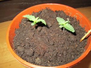 post-20328-0-23660700-1407835895_thumb.j