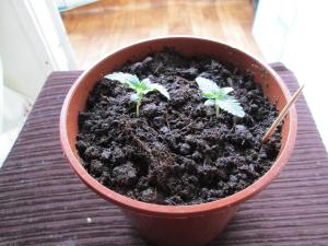 post-20328-0-53081800-1407835877_thumb.j