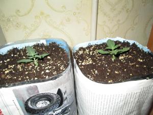 post-20328-0-92201600-1408295304_thumb.j