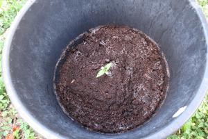 post-22012-0-01970000-1406921065_thumb.j