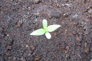 post-22012-0-42968100-1406921066_thumb.j