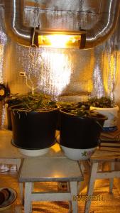 post-25188-0-36558900-1407009377_thumb.j