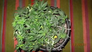 post-25188-0-58109900-1407512887_thumb.j