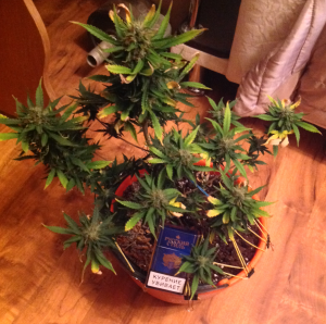 post-29066-0-21814600-1408553293_thumb.p