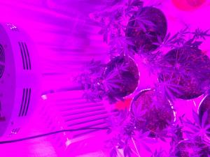 post-33128-0-69767800-1407822723_thumb.j