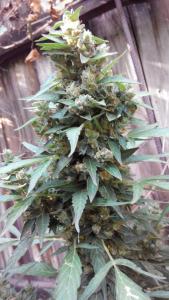 post-4287-0-33292300-1407269483_thumb.jp