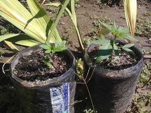 post-6967-0-07207600-1409053253_thumb.jp