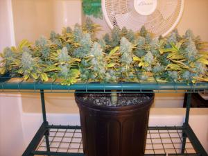 post-6967-0-56821000-1407430731_thumb.jp