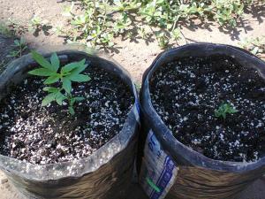 post-6967-0-56893000-1408451155_thumb.jp