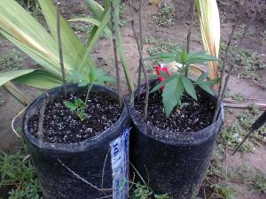 post-6967-0-63259600-1409147734_thumb.jp