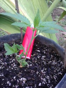 post-6967-0-79669100-1409147725_thumb.jp