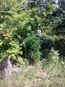 post-6967-0-93261500-1407559258_thumb.jp