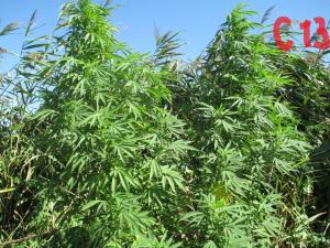 post-12518-0-72446900-1440950254_thumb.j