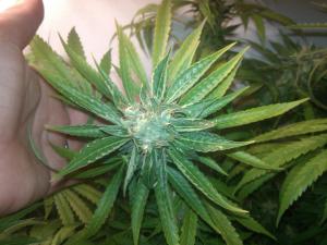 post-12954-0-06069200-1439631897_thumb.j