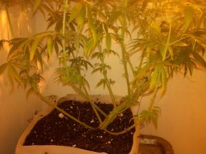 post-12954-0-42474800-1438503410_thumb.j