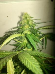 post-12954-0-80019400-1438962475_thumb.j