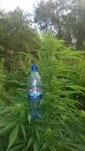 post-15730-0-01217100-1440264746_thumb.j