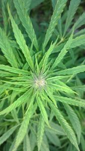 post-15730-0-14103100-1440264919_thumb.j