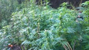 post-15730-0-42042900-1440264893_thumb.j