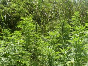 post-18684-0-54048600-1439221313_thumb.j